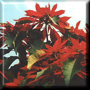 Weihnachtsstern [Euphorbia pulcherrima]